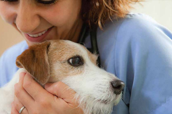 Sistema Vita Flex CR para veterinarios